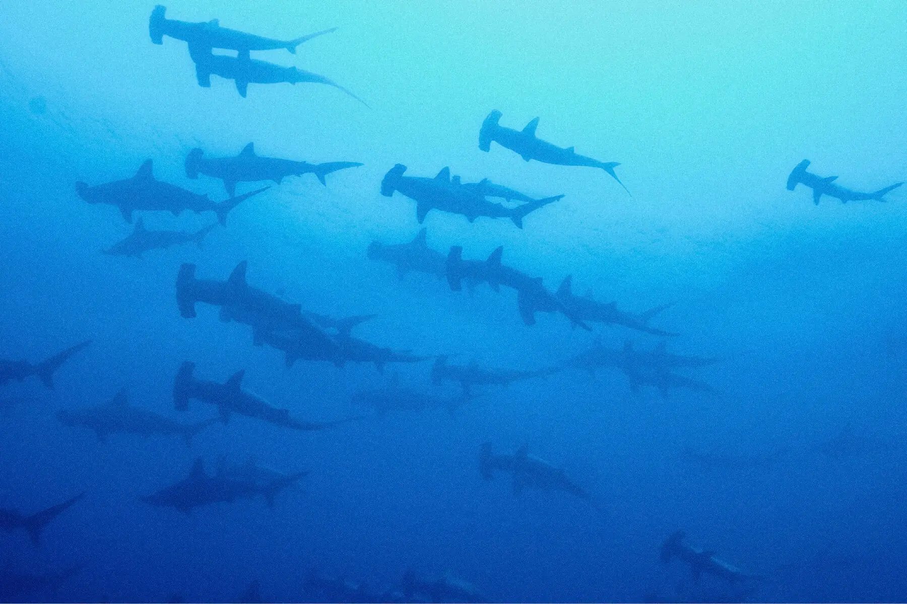 Schooling hammerhead sharks