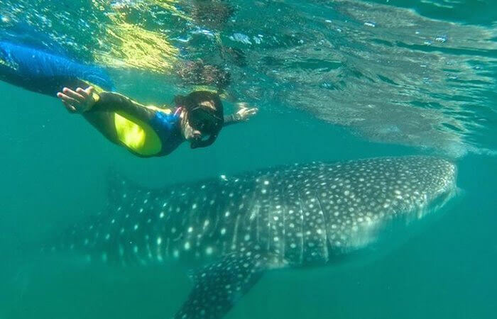 Whaleshark Tour La Paz Tiburón Ballena