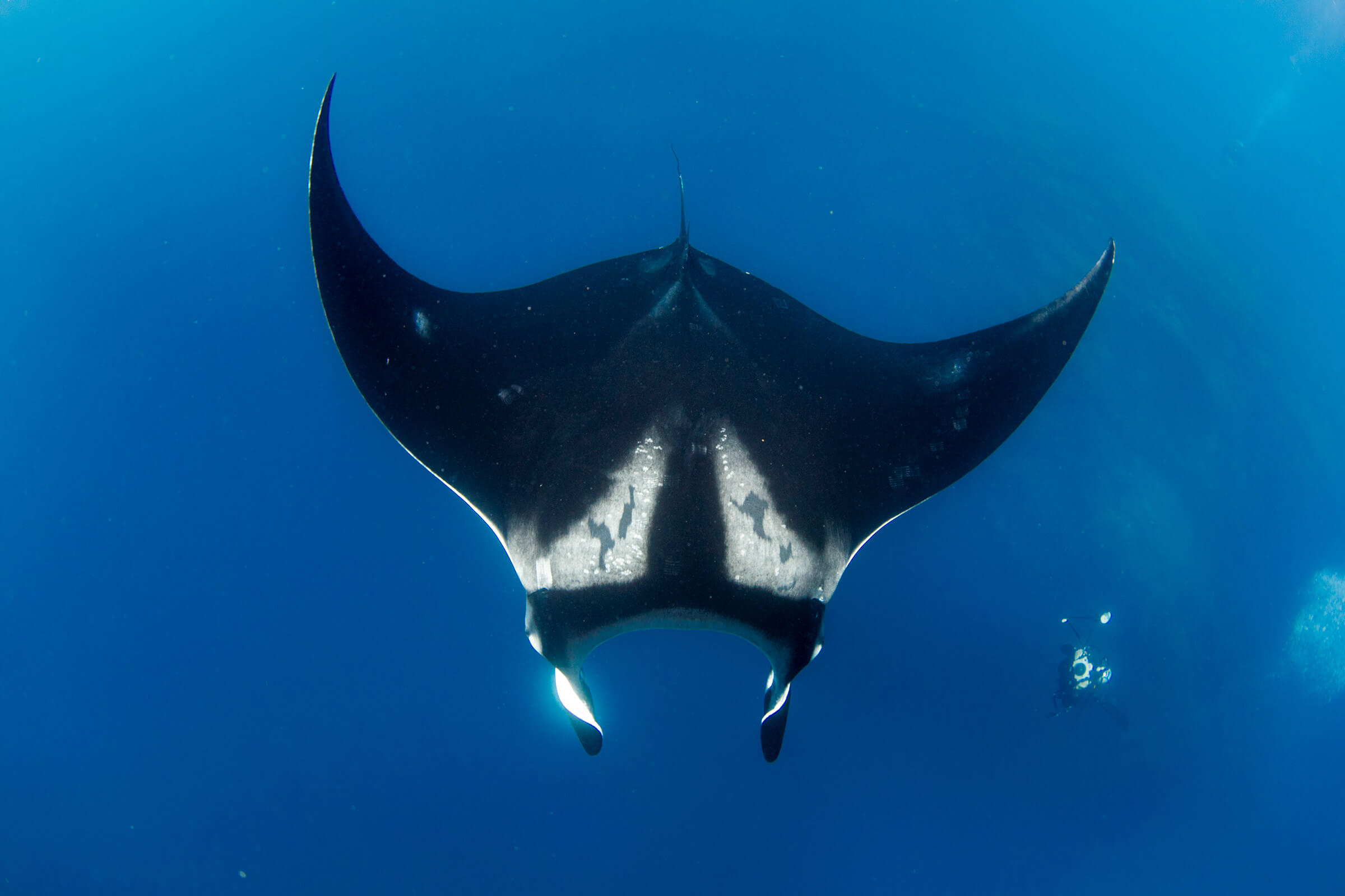 Mobula rays