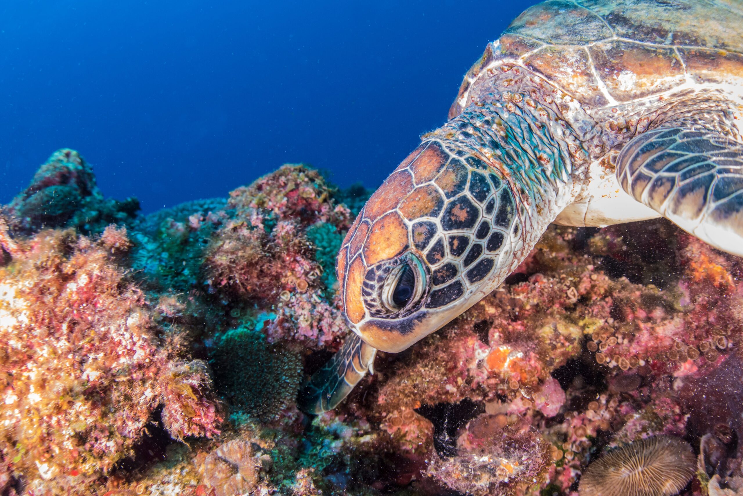 Sea turtle