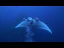 Socorro Island 2